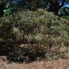 Banksia victoriae is a tall shrub with attractive cream and orange cones