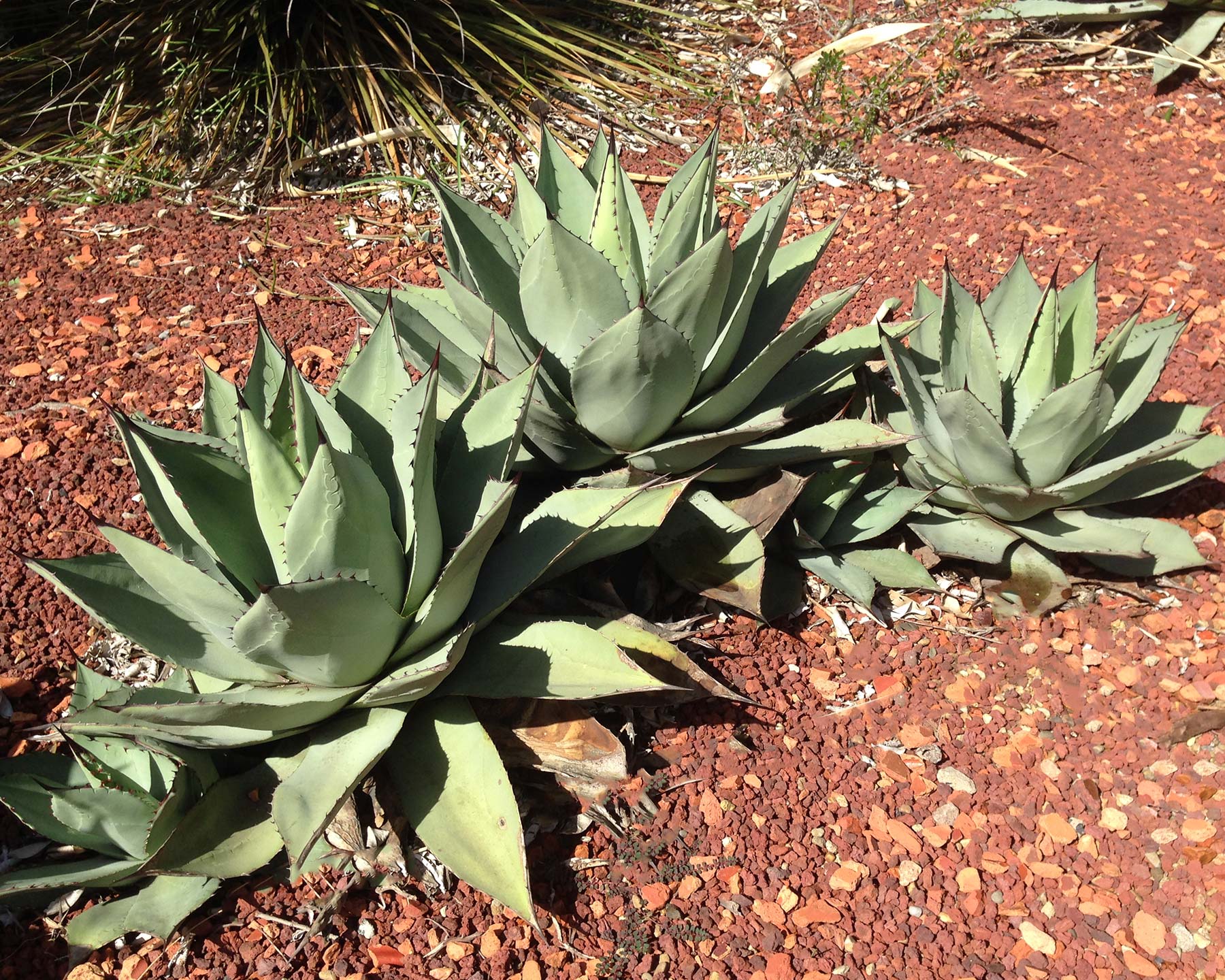 Agave flexispina planted in group
