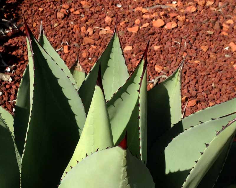 Agave flexispina has spark deep red spines along the leaf margin and apex