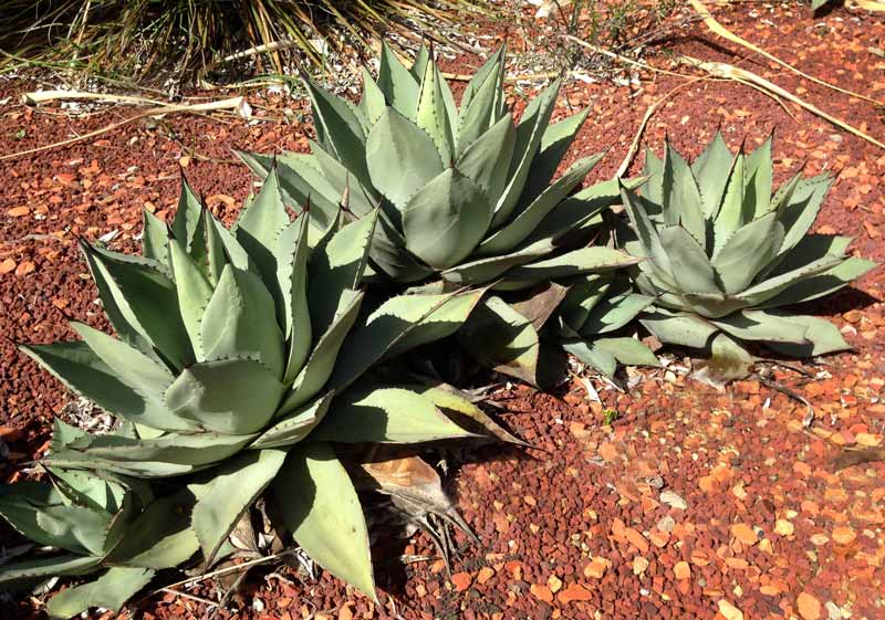 Agave flexispina planted in group