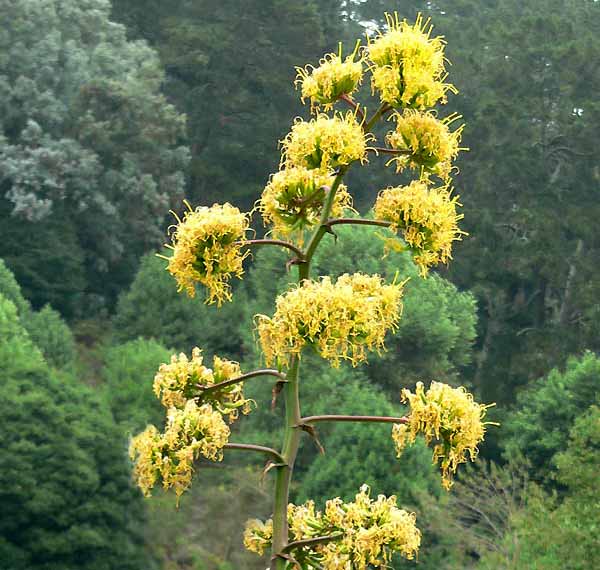 The inflorescence of yellow flowers of Agave Flexispina - photo Stan Shebs University of California Botanical Garden
