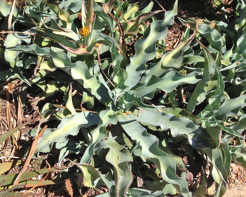 Agave gypsophila wavy leaves