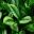 Aglaonema nitidum Chinese Evergreen - often grown as houseplant