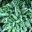Aglaonema Nitidum Silver Queen  variegated green and white leaves