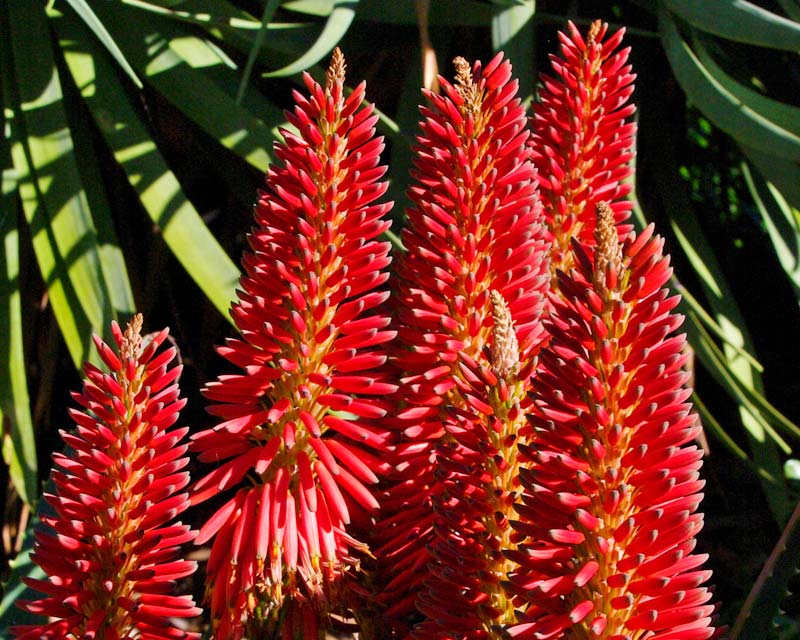 Aloe x Super Red hybrid created by Leo Thamm of South Africa