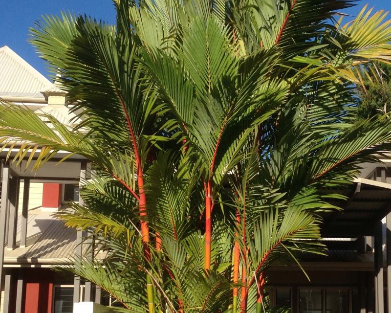 Cyrtostachys renda, or the lipstick palm