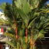 Cyrtostachys renda, or the lipstick palm