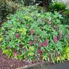 Medinilla pendula - rounded and spreading shrub