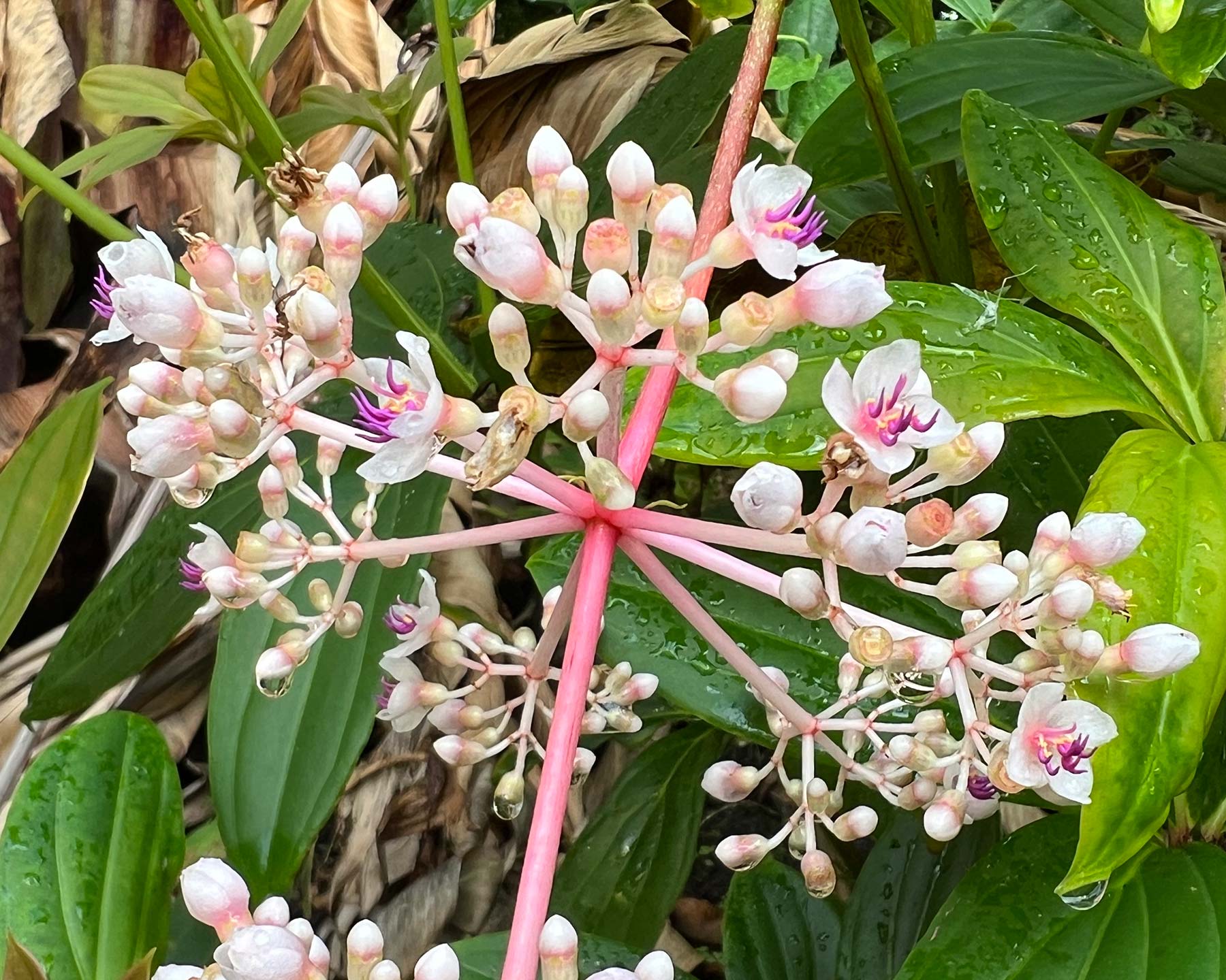 Medinilla pendula, lovely pale pink flowers