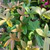 Medinilla pendula - new foliage, pale green to tan turning green as leaves age