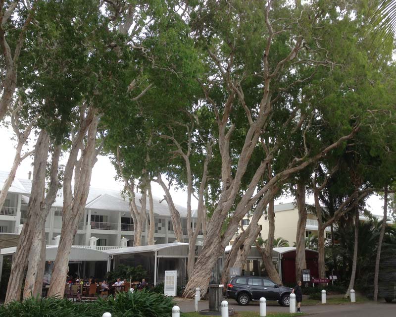 Melaleuca leucadendra as street trees, Palm Cove, Qld.