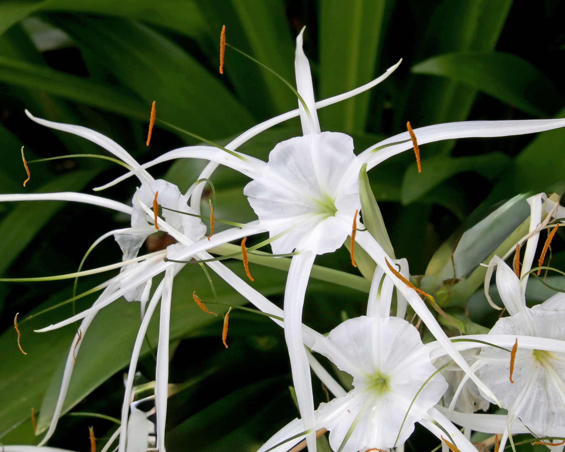 Hymenocallis littoralis, Beach Spider-Lily