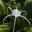Hymenocallis littoralis, Beach Spider-Lily