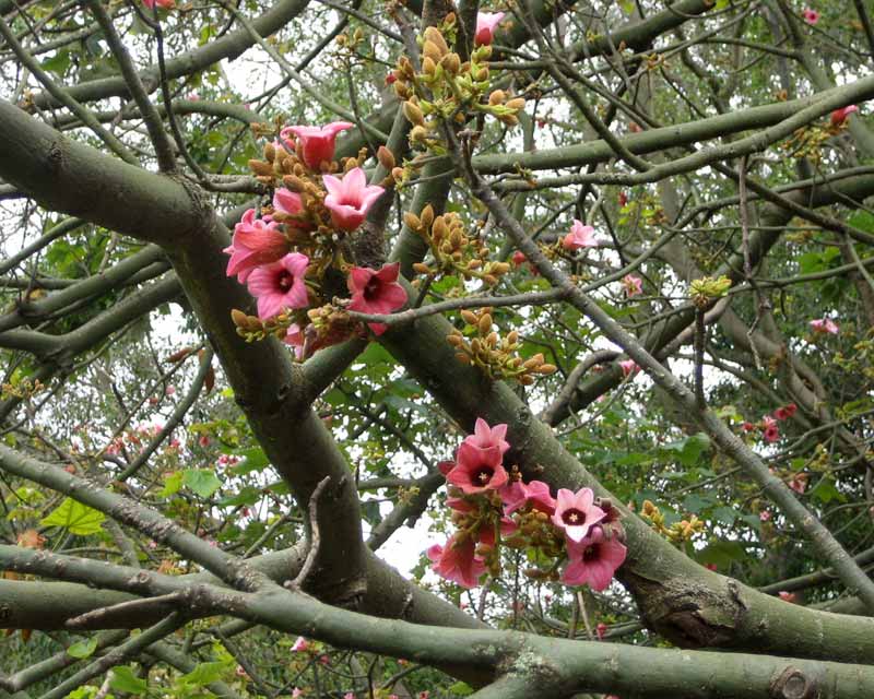 Brachychiton discolor flowers whilst the tree is leafless