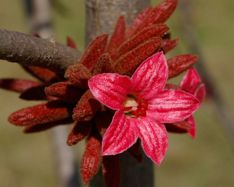 Brachychiton bidwillii - tight clusters of red flowers