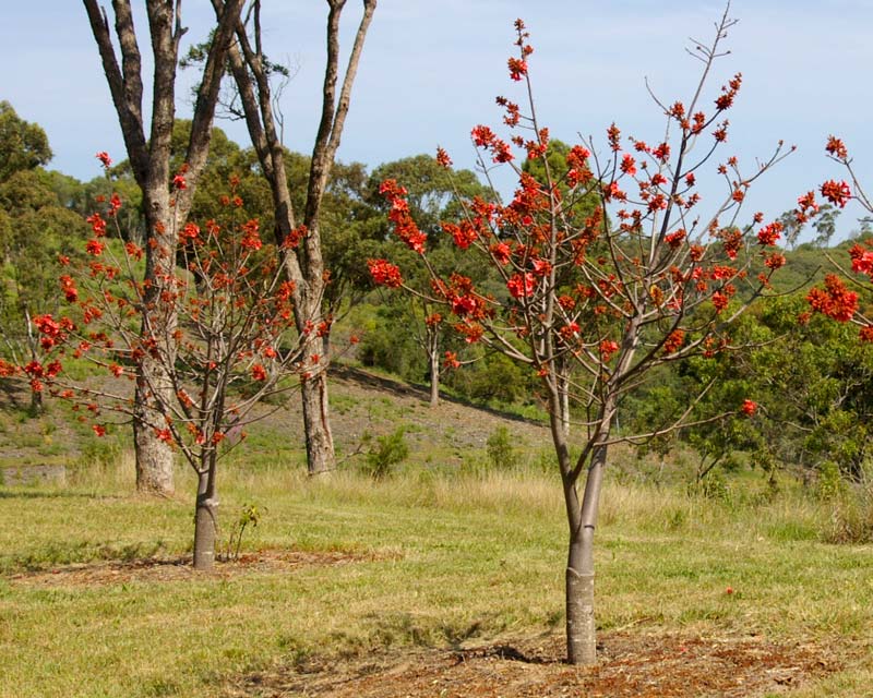 Brachychiton bidwillii - Graft - red flowers form along bare branches in Spring