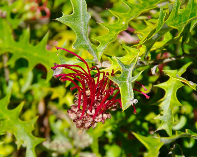 Grevillea aquifolium produces an abundance of short red tooth-brush like flowers
