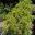 Grevillea aquifolium has varies growth habits - this is a bushy shrub
