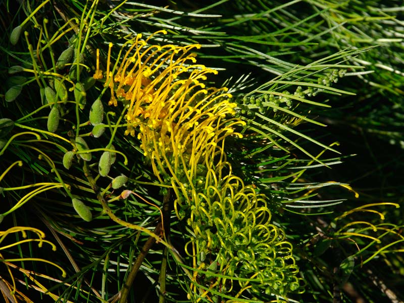 Grevillea 'Golden Lyre' - toothbrush like influoresence and follicles