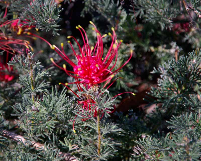 Grevillea humifusa has bright red flowers borne in terminal clusters