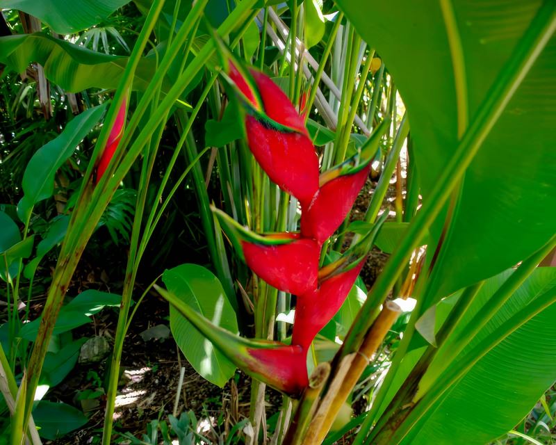 Heliconia bihai - as seen at Cairns Botanical Gardens