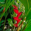 Heliconia bihai - as seen at Cairns Botanical Gardens