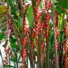 Heliconia pogonathntha - this is the variety (also named) pogonantha