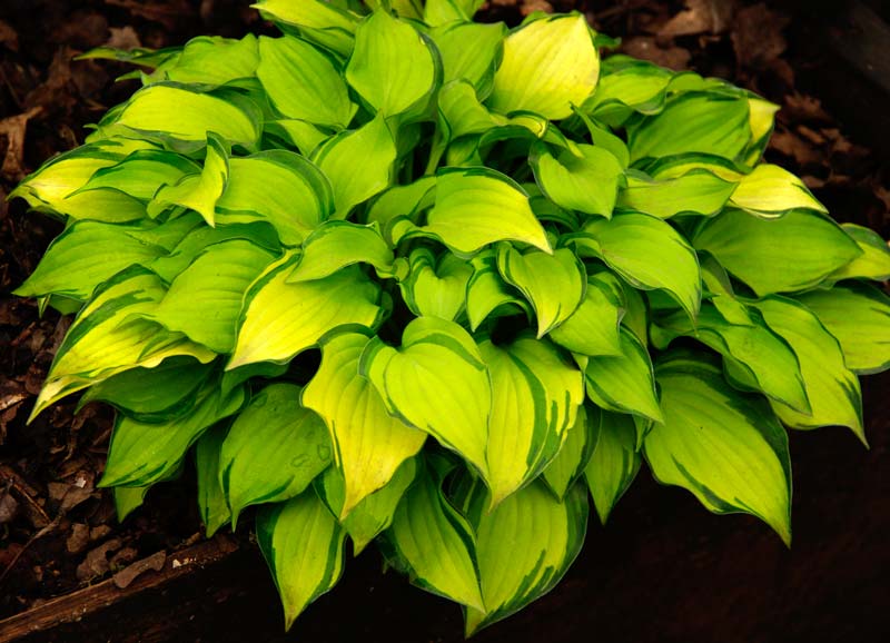 Hosta Cracker Crumbs has chartreuse green leaves with dark green margins and lavender coloured flowers