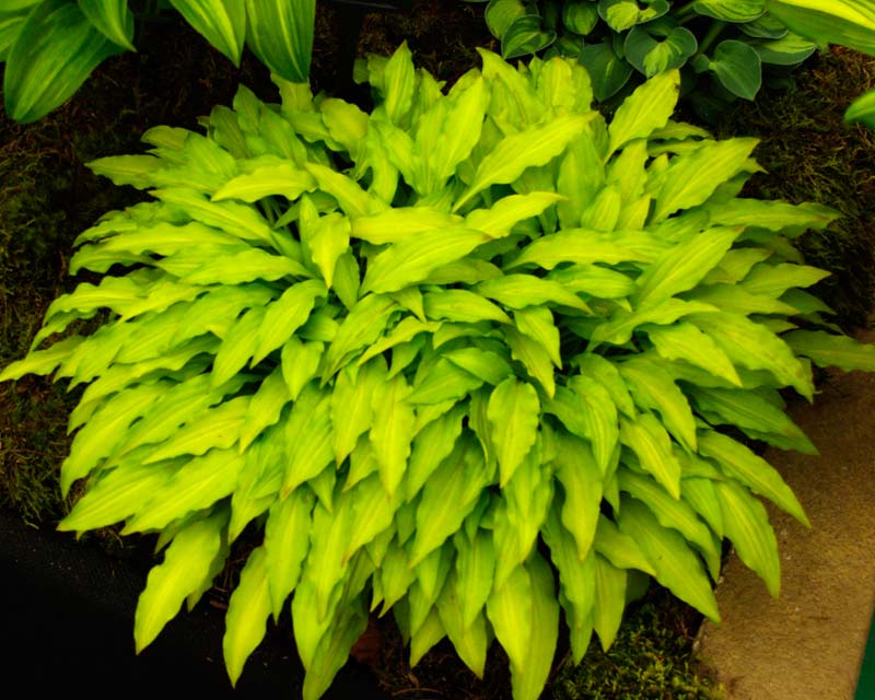 Hosta Dragon Tails - small clumps of long narrow yellow-green leaves and lavender flowers