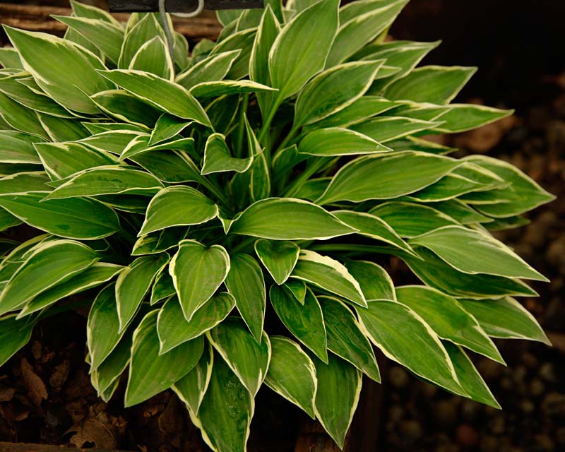 Hosta Little Lines - small cultivar with green leaves with creamy margins