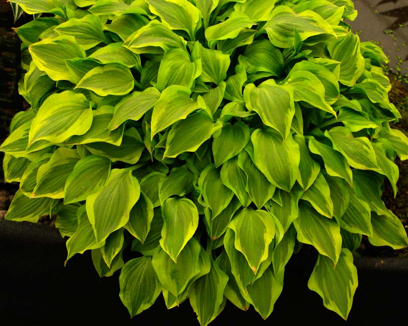 Hosta Paradise Sunset - small dark green leaves with yellow-green margins - Purple flowers in summer