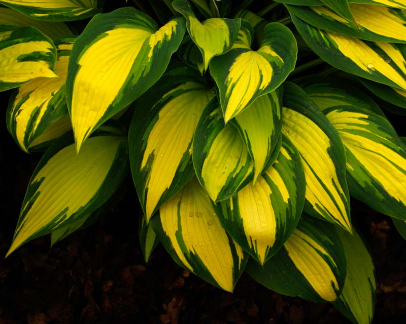 Hosta Remember Me - Two tone green margins and bright yellow centres to leaves - Percentage of proceeds of sales donated to Breast Cancer Research