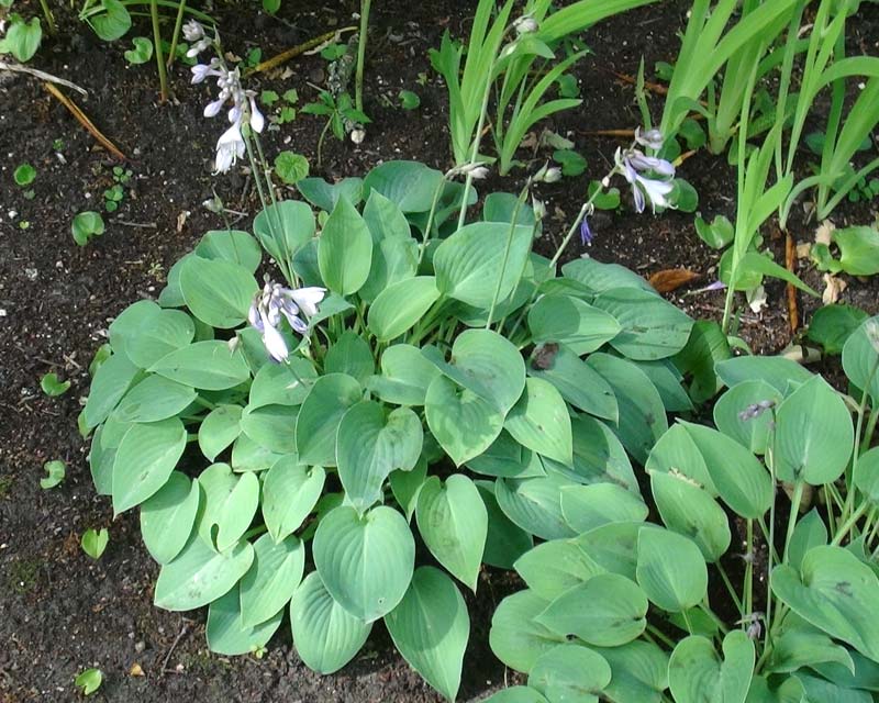 Hosta Serendipity - heart shaped blue green leaves and lavender flowers