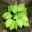 Hosta Teeny Weeny Bikini is a miniature hosta with small lime green leaves with a dark green margin