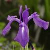 Iris laevigata Variegata