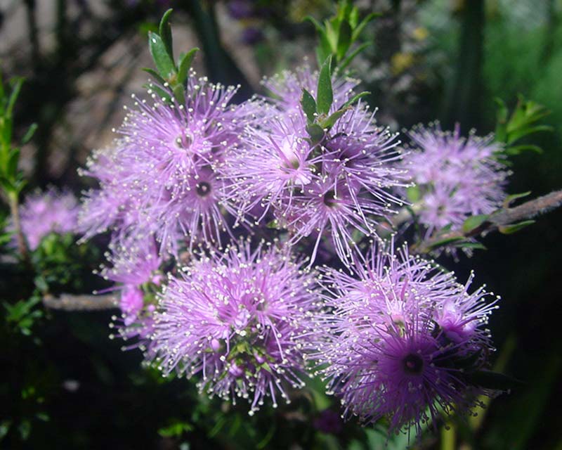 Kunzea capitata - pretty mauve stamenous flowers