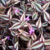 Tradescantia zebrina - with tiny flowers