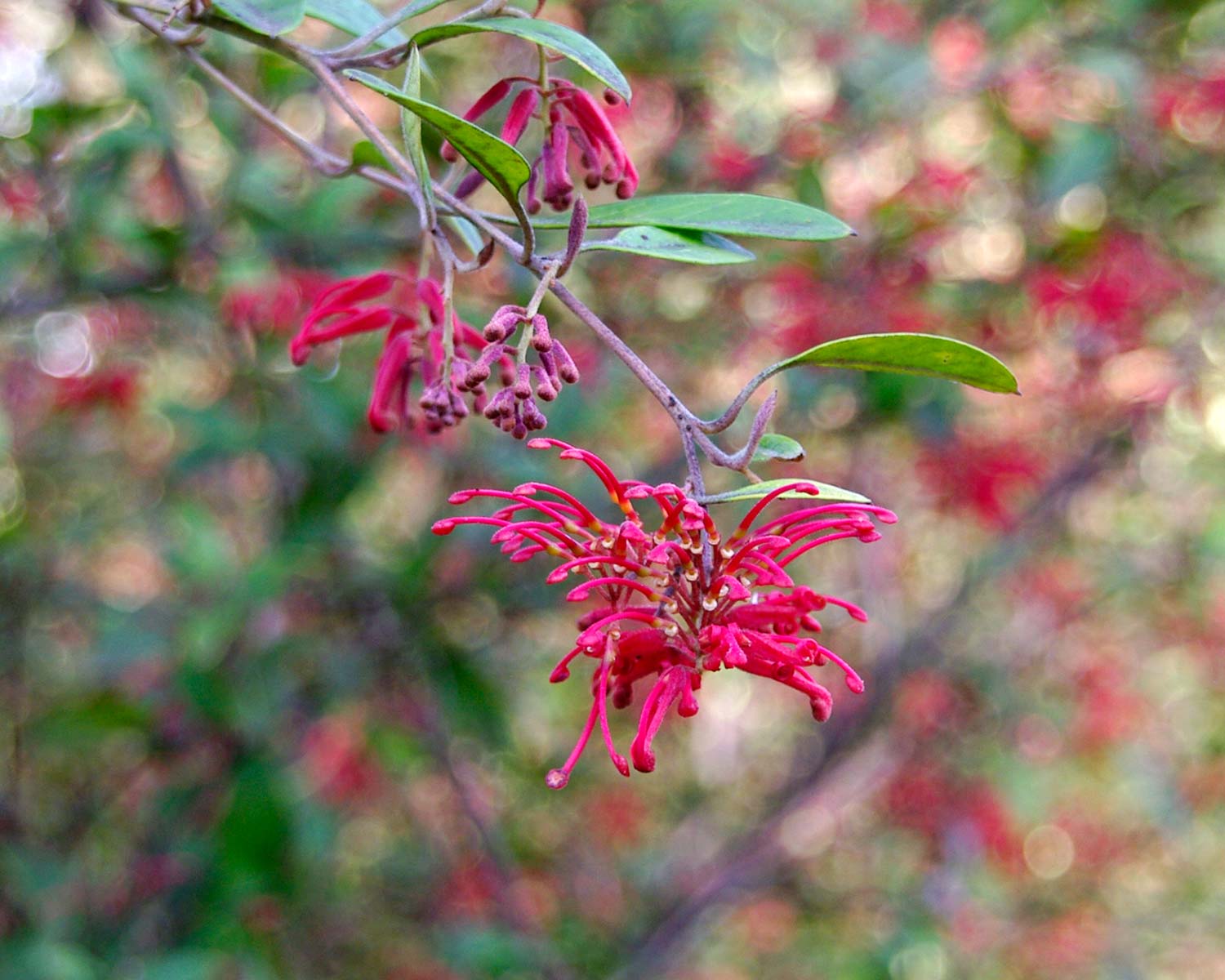 The pendant clusters of red flowers of Grevillea Rhyolitica subsp Rhyolitica Deua Flame