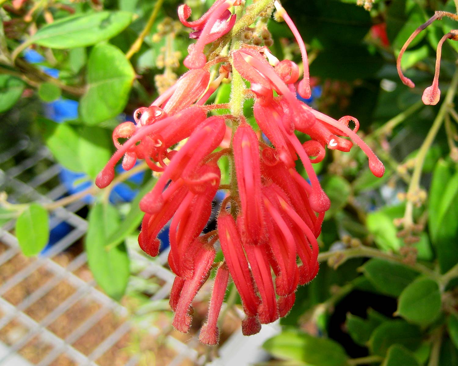 Grevillea rhytolitica subsp Rhyolitica Deua Flame has drooping clusters of red flowers