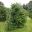 Viburnum lantana - Wayfaring Tree