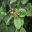Viburnum lantana - Wayfaring Tree