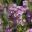 Verticordia plumosa