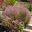 Verticorda plumosa - Plumed Featherflower - masses of mauve flowers