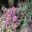 Verticordia Plumosa Plumed Featherflower