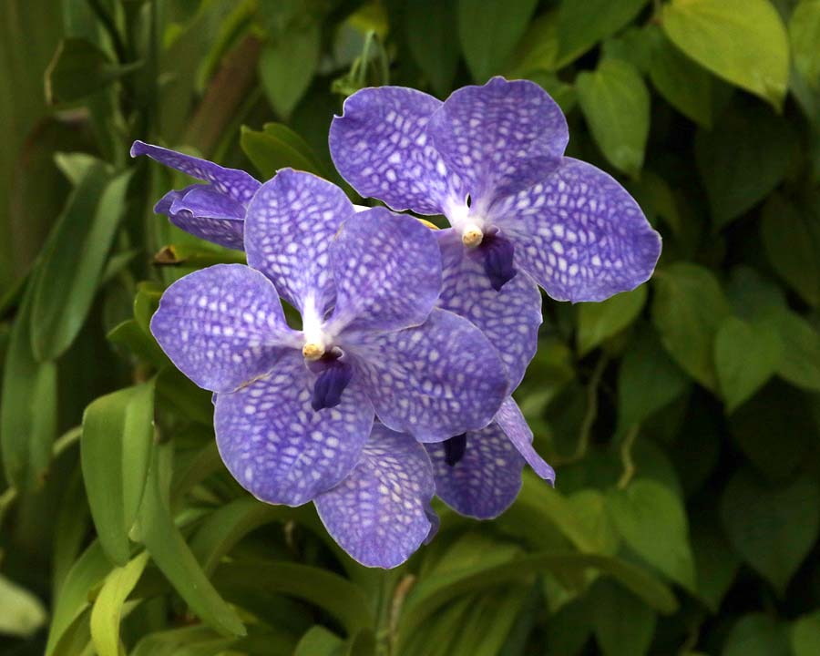Vanda orchid cultivar