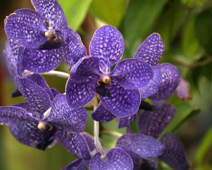 Vanda orchid cultivar