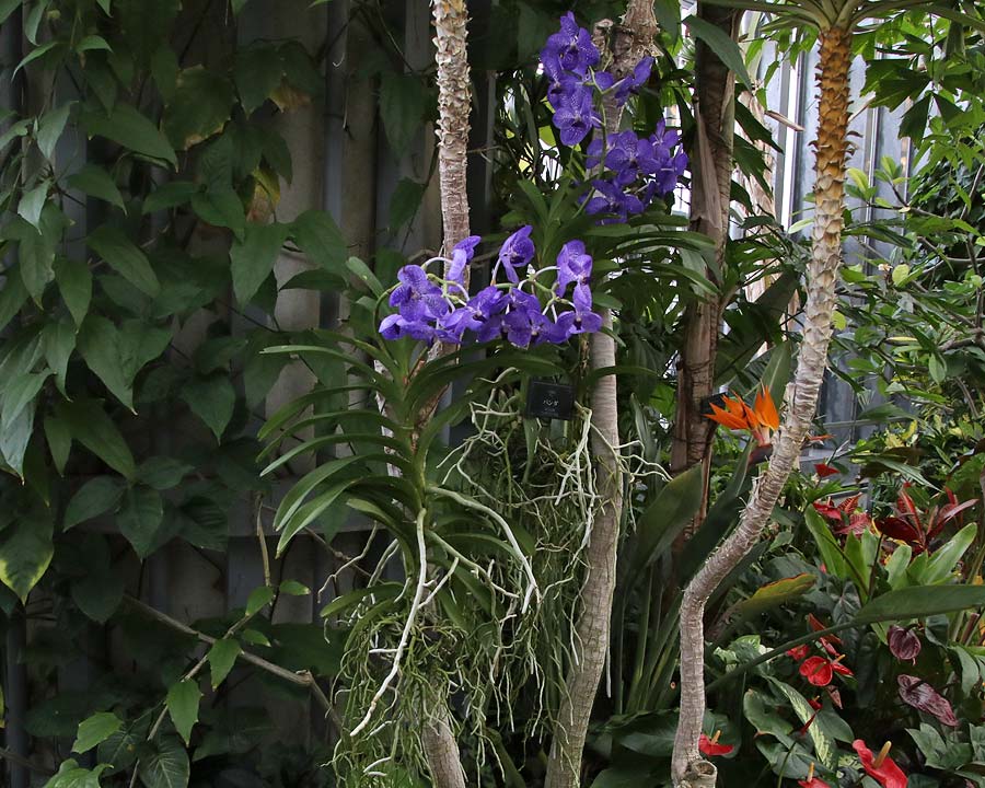 Vanda orchids in hothouse - Kiseki No Hoshi Botanic Museum Awaji Island, Japan