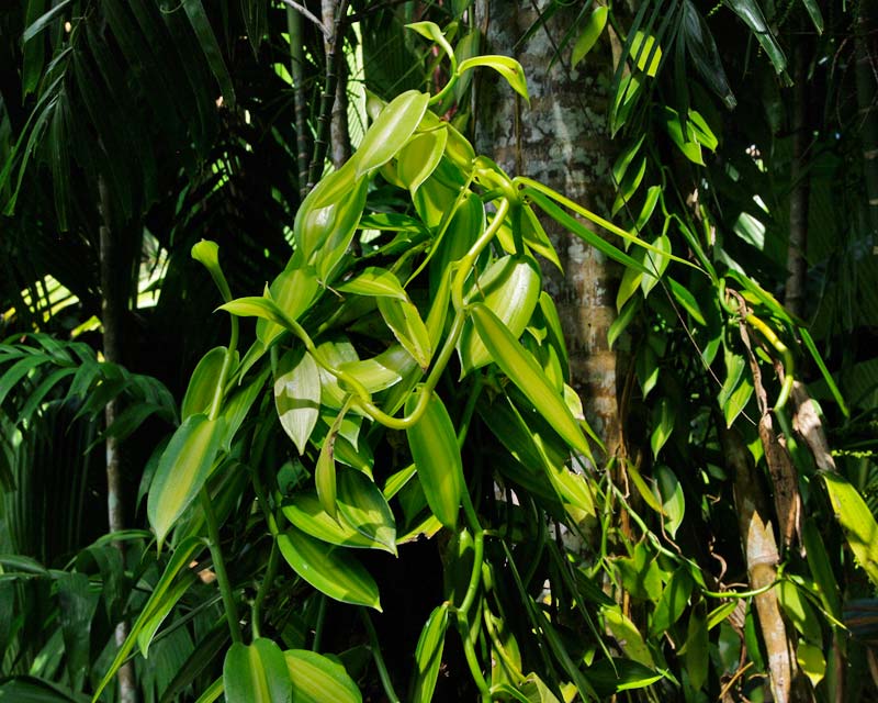 Wild Flat-leaved Vanilla Vanilla Planifolia Trees in the Forest. Landscape  Stock Photo - Image of jungle, dense: 186240886