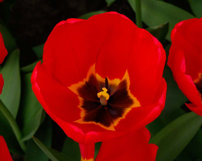 Tulipa Lalibela, a hybrid in the 'Darwin' category