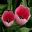 Tulipa Sweet Impression, a hybrid in the 'Darwin' category